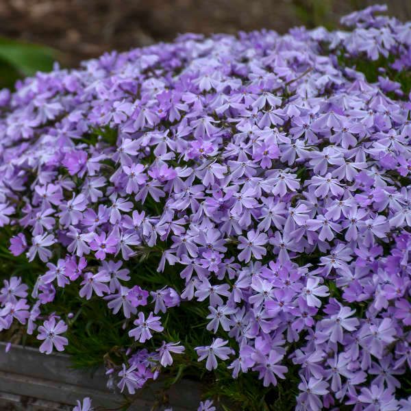 Creeping Phlox 'Emerald Cushion Blue' 4"