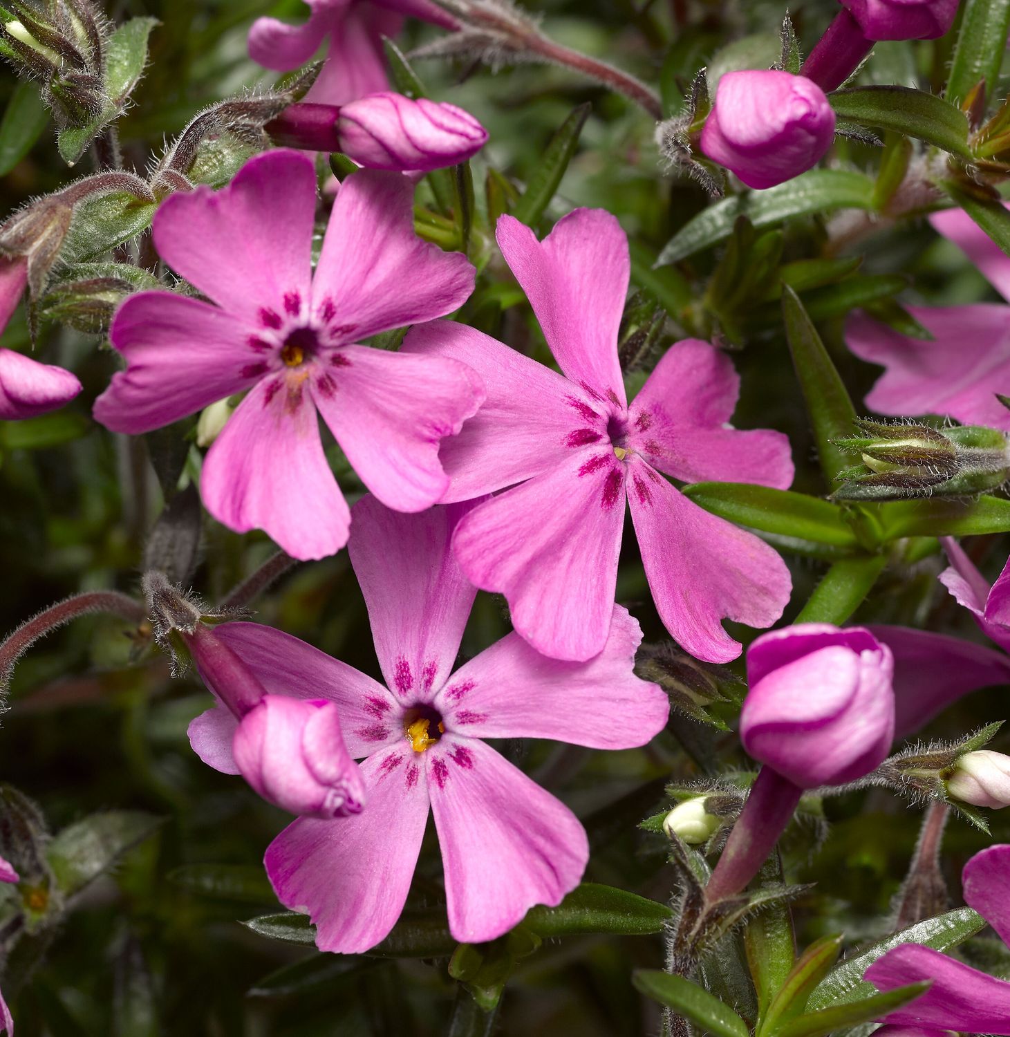 Creeping Phlox 'Goldiphlox Rose' 4"