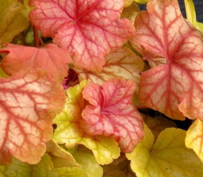 Coral Bells 'Heuchera Champagne' - 1 Gal
