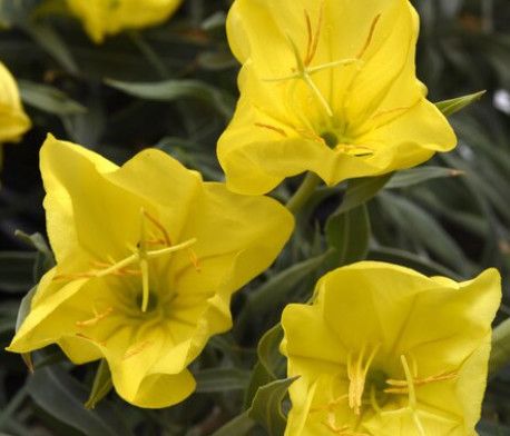 Evening Primrose 'Oenothera Evening Sun' - 1 gal