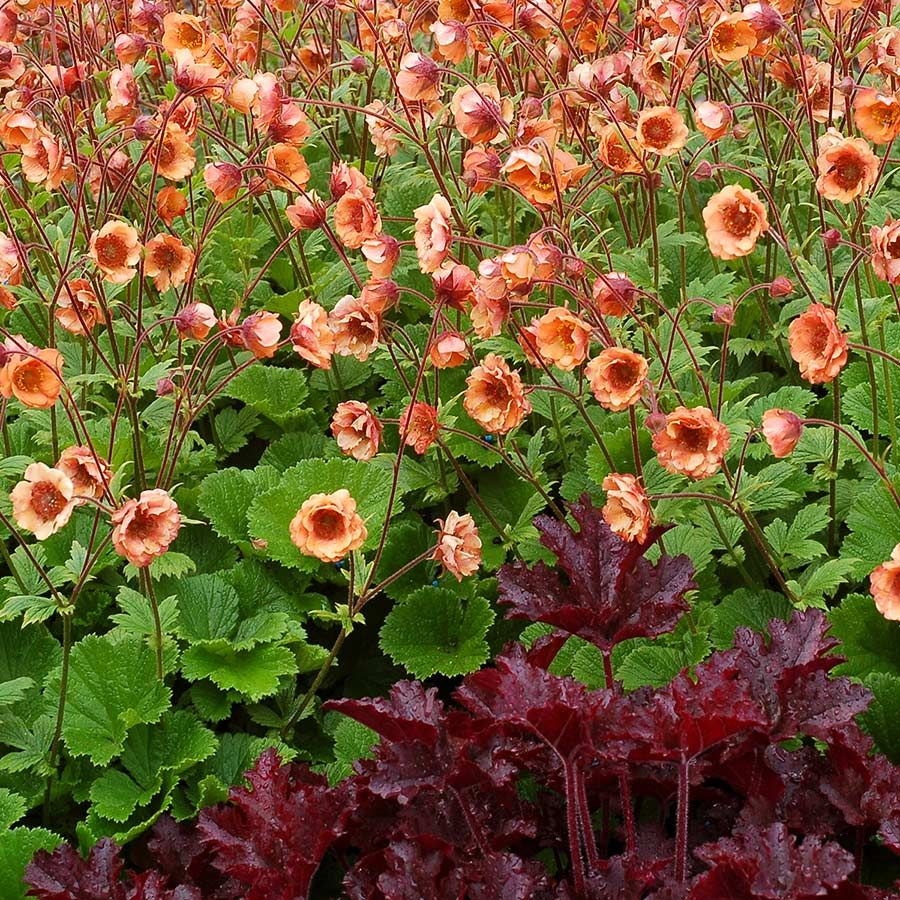 Geum 'Tempo Orange' 1 gal