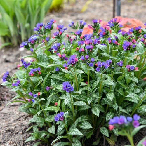 Pulmonaria 'Spot On' Lungwort 1 gal PW