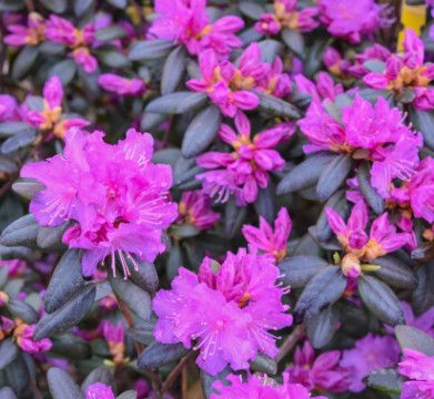 Rhododendron 'PJM Elite' 2 gal