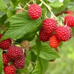 Raspberry 'Boyne' 2 gal