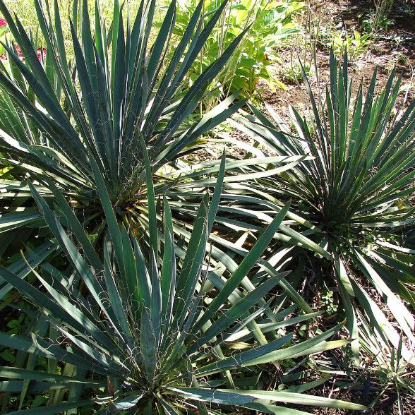 Yucca filamentosa 1 gal