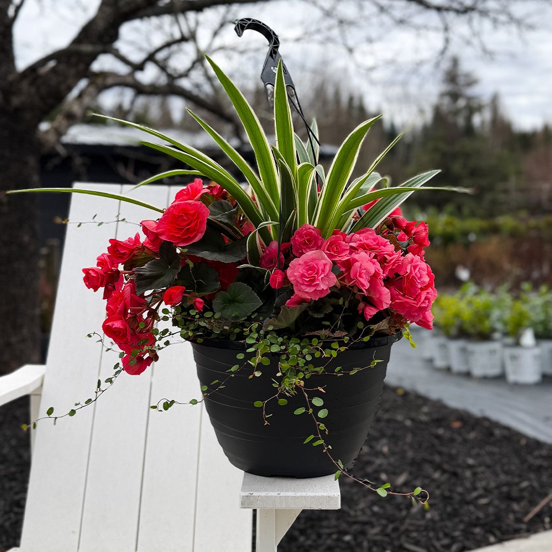 Solenia Begonia Combo 13" HB