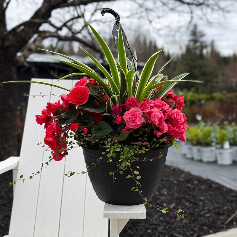 Solenia Begonia Combo 13" HB