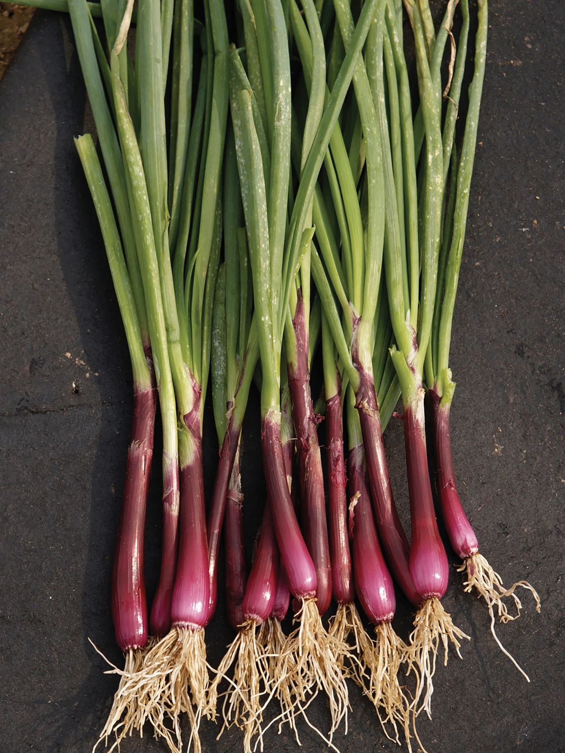 Onion Bunching 'Red Baron' 4 cell pack