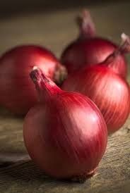 Onion 'Ruby Ring' 4 cell pack