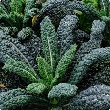 Kale 'Lacinato' 2 cell pack
