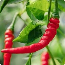 Hot Pepper Cayenne 'Ring of Fire' 4" (mild)