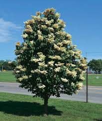 Lilac 'Ivory Pillar' 6' Potted