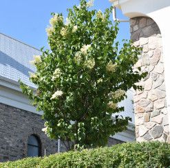 Ivory Silk Lilac 'Pillar' 6' Potted