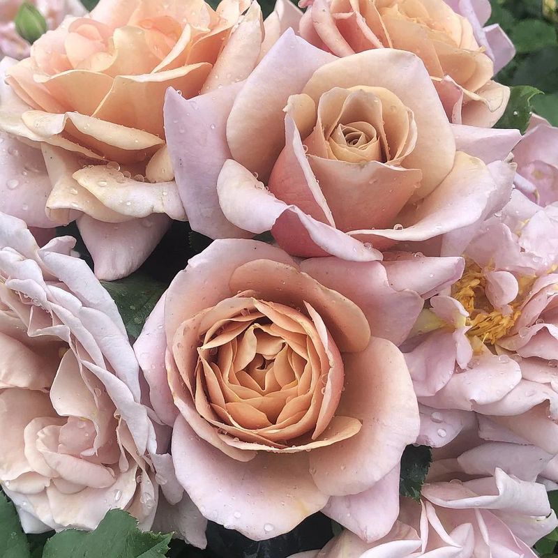 Rose 'Koko Loko' 2 gal (Pink)