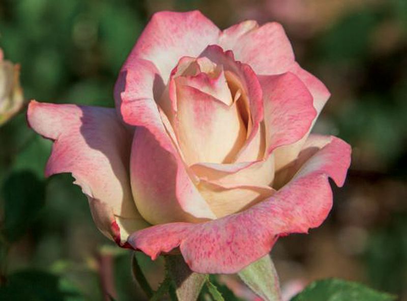 Rose 'Pinkerbelle' 2 gal (Pink)