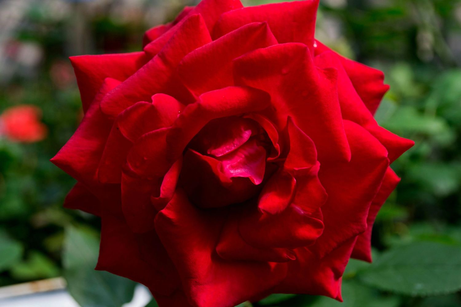 Rose 'City of Windsor' 2 gal (Red)