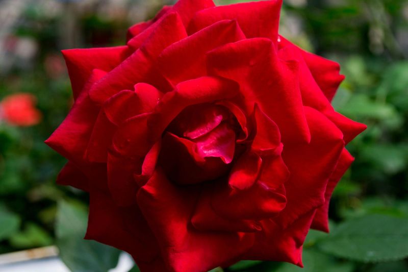 Rose 'City of Windsor' 2 gal (Red)