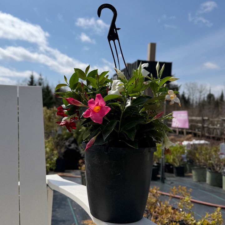 Rio Dipladenia 10" HB - Red/White/Pink Mix