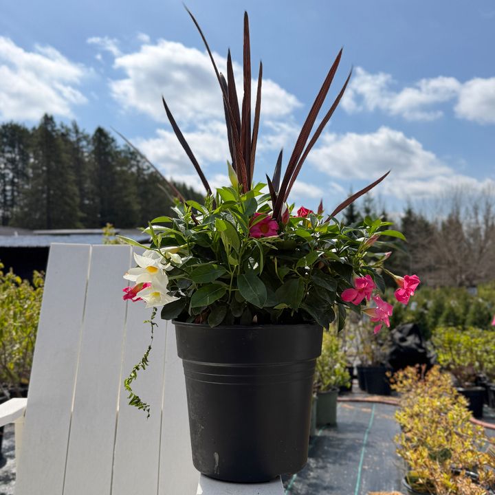 Rio Dipladenia Planter 12" - Pink &amp; White