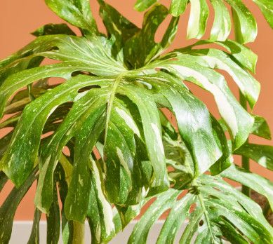 Monstera 'Thai' 10"