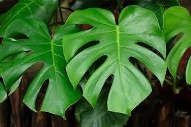 Monstera 'Green' 10"
