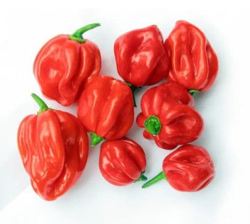 Hot Pepper Scotch Bonnet 4" (extreme)