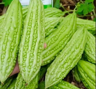 Gourd Bitter Melon Green Pearl 4"