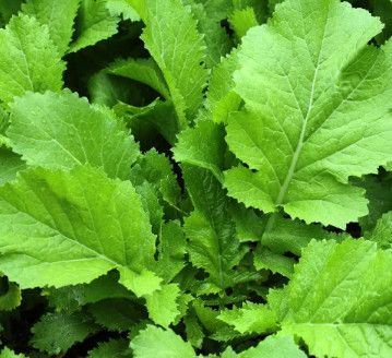 Mustard Greens  'Broadleaf' 4"