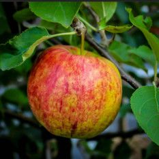 Apple 'Jonagold' 7 gal Potted