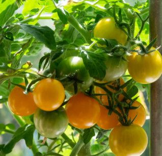 Tomato 'Tumbling Yellow' 10" HB
