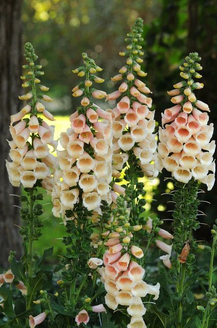 Foxglove (seed pkg), Variety: Dalmatian Peach F1 Pelleted