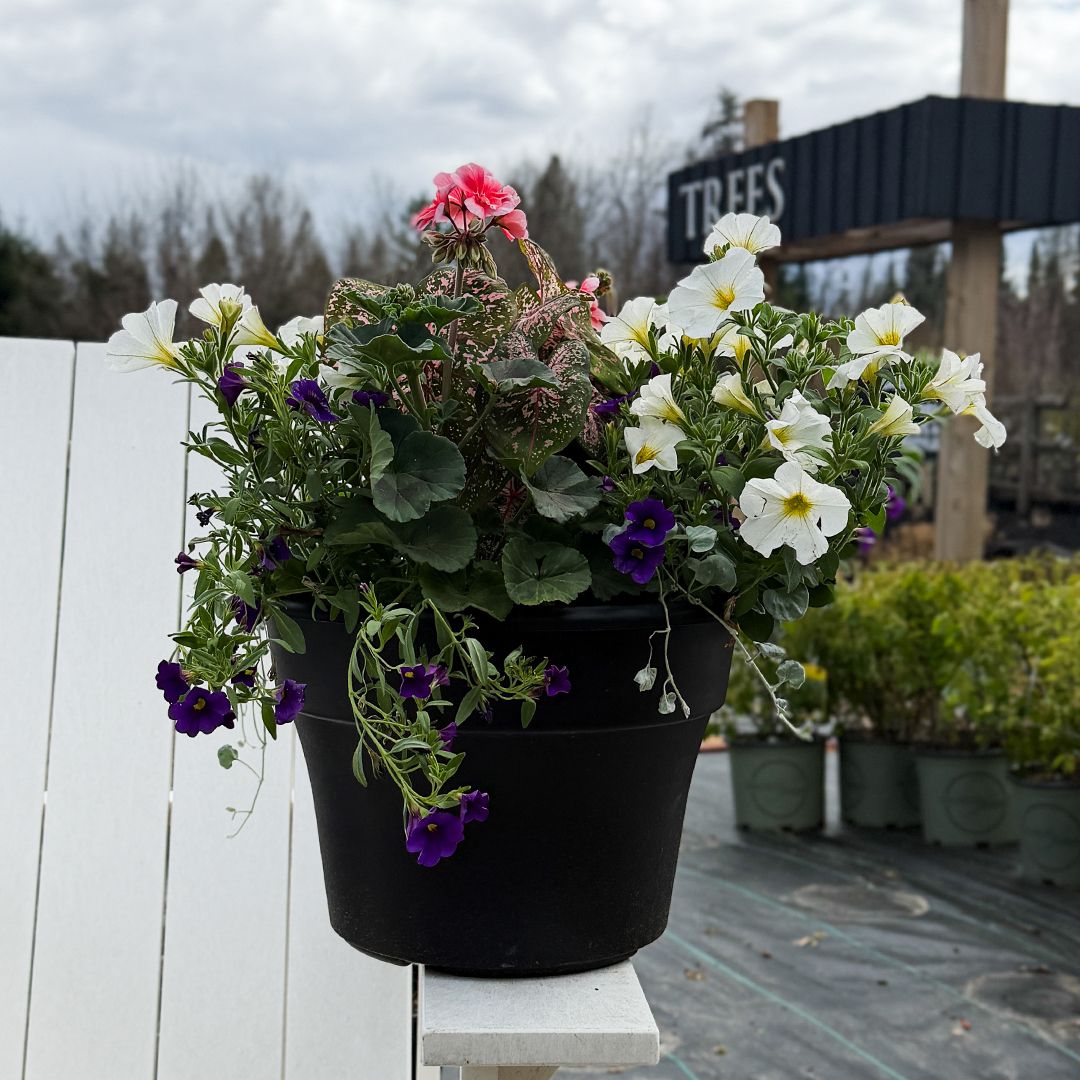 13" Mixed Planter w Caladium Centre