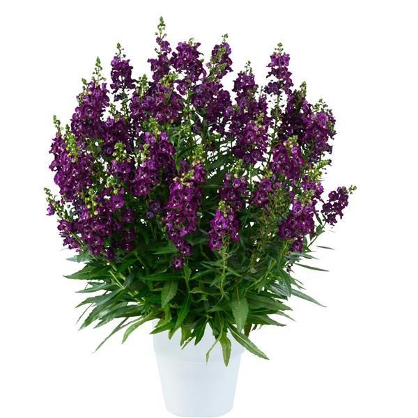 Angelonia 'Grape' 4"