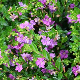 Heather Floriglory 'Purple Diana' 4"