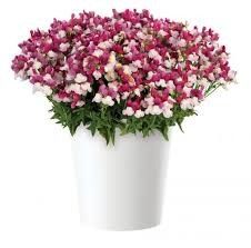 Nemesia Escential Zazzleberry 4"