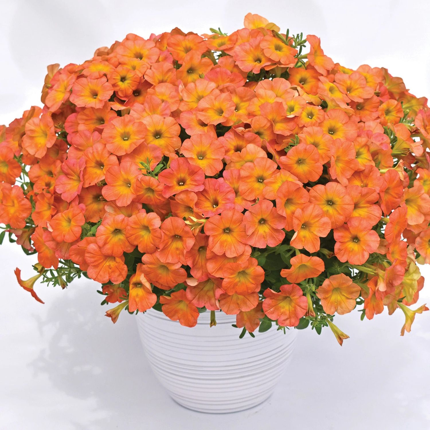 Petunia 'Golden Harvest' 4"