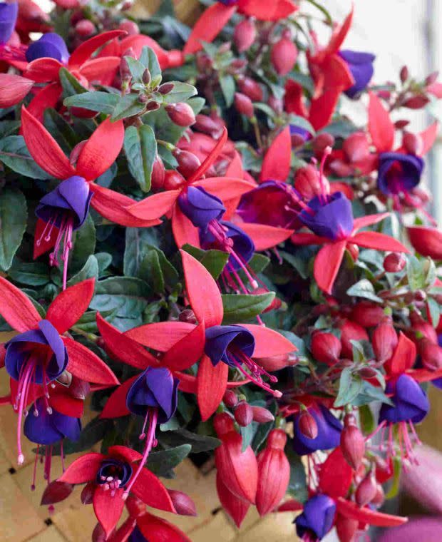 Fuchsia 'Bella Sacha' 1 gal