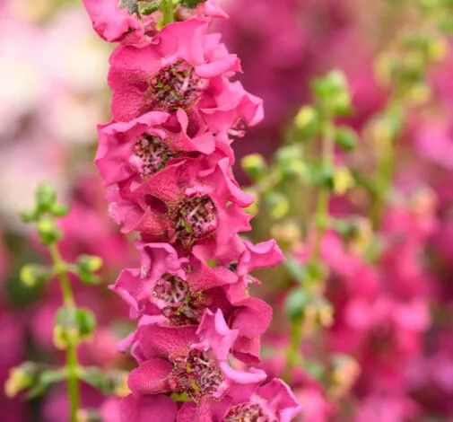 Angelonia 'Dark Pink' 1 gal