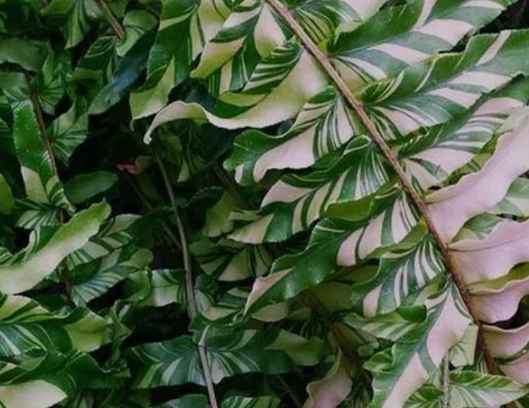 Boston Fern 'Tiger' 12" HB