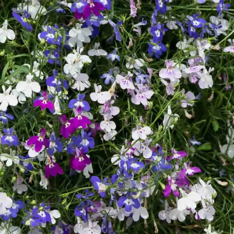 Lobelia 10" HB