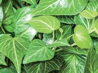 English  Ivy 'Teardrop' 1 gal