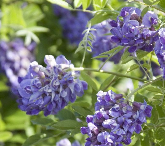 Wisteria 'Amethyst Falls' 2 gal potted