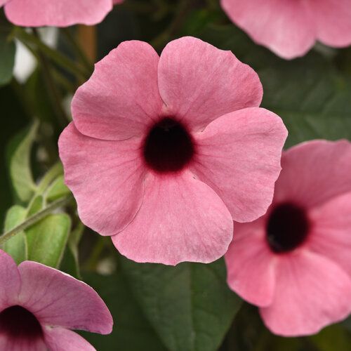7" HB Thunbergia 'Rose Sensation' Black-Eyed Susan Vine