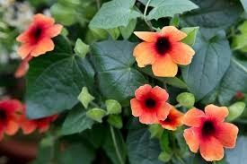 7" HB Thunbergia 'Arizona Glow' Black-Eyed Susan Vine