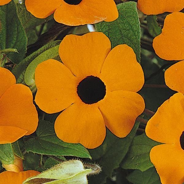 7" HB Thunbergia 'Orange Wonder' Black-Eyed Susan Vine