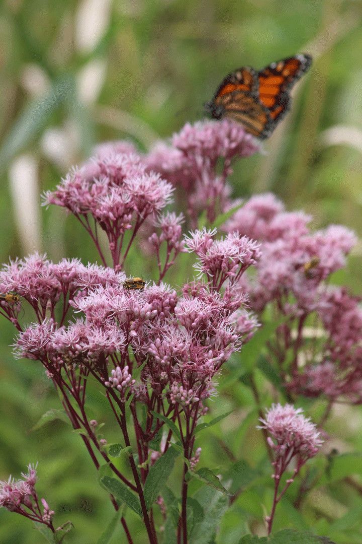 Eupatorium maculatum 'Joe Pye Weed' 1 gal