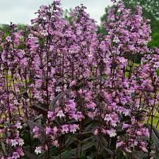 Penstemon  'Midnight Masquerade' 2 gal PW