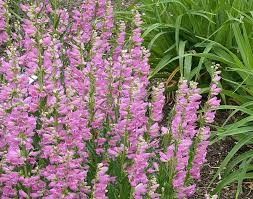 Penstemon 'Prairie Dusk' 2 gal