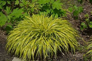 Japanese Forest Grass - Hakonechloa 'Aureola' 1 gal