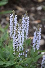 Perennial Sage 'Salvia Perfect Profusion' 8" PW